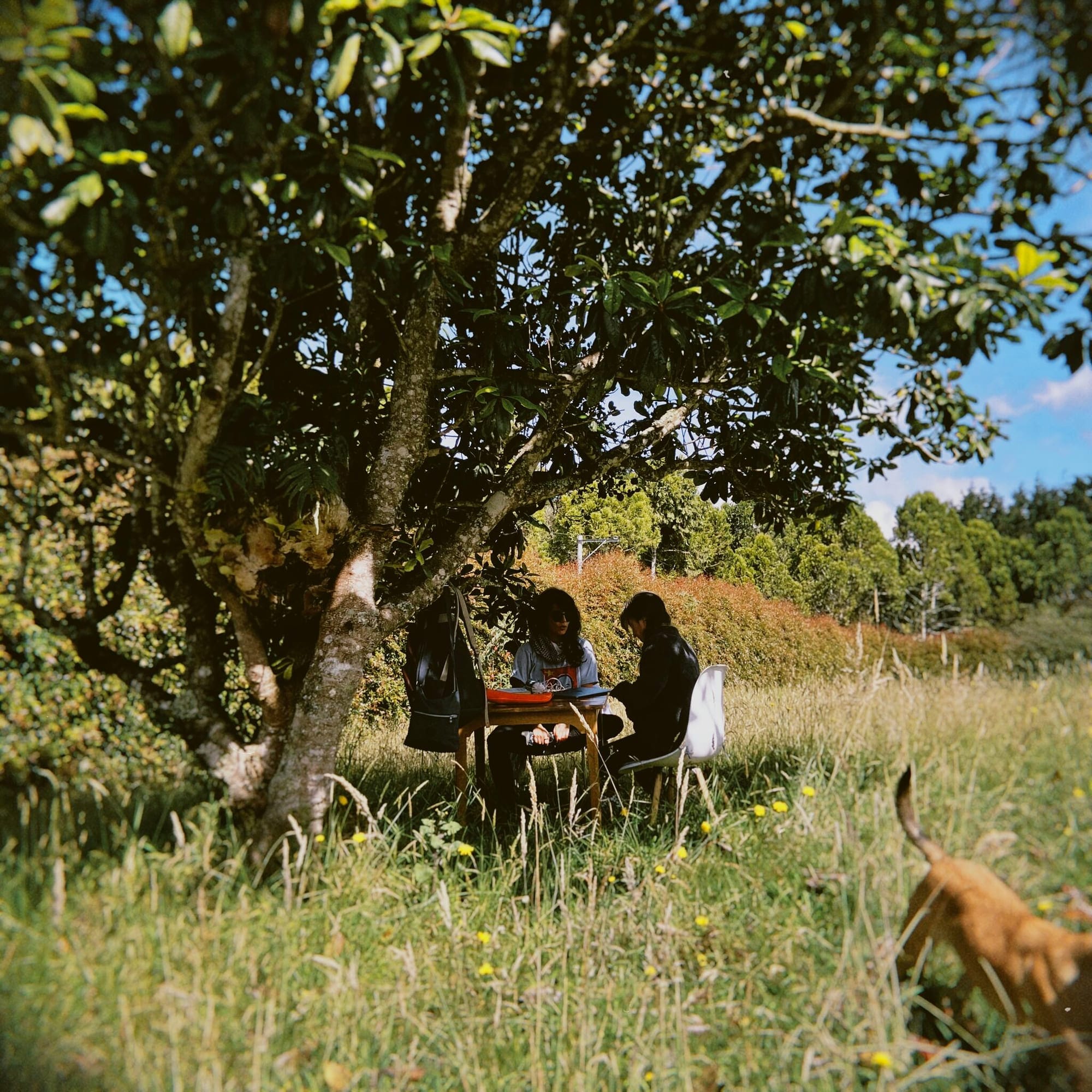 Dos personas leen bajo un árbol en el bosque de Coocine
